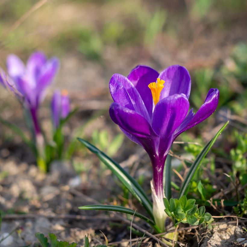 Crocus Mammouth Flower Record (Port)