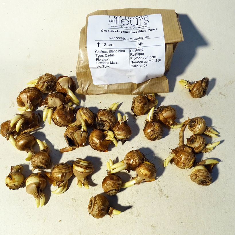 Exemple de spécimen de Crocus chrysanthus Blue Pearl Bulbe calibre 6+ tel que livré