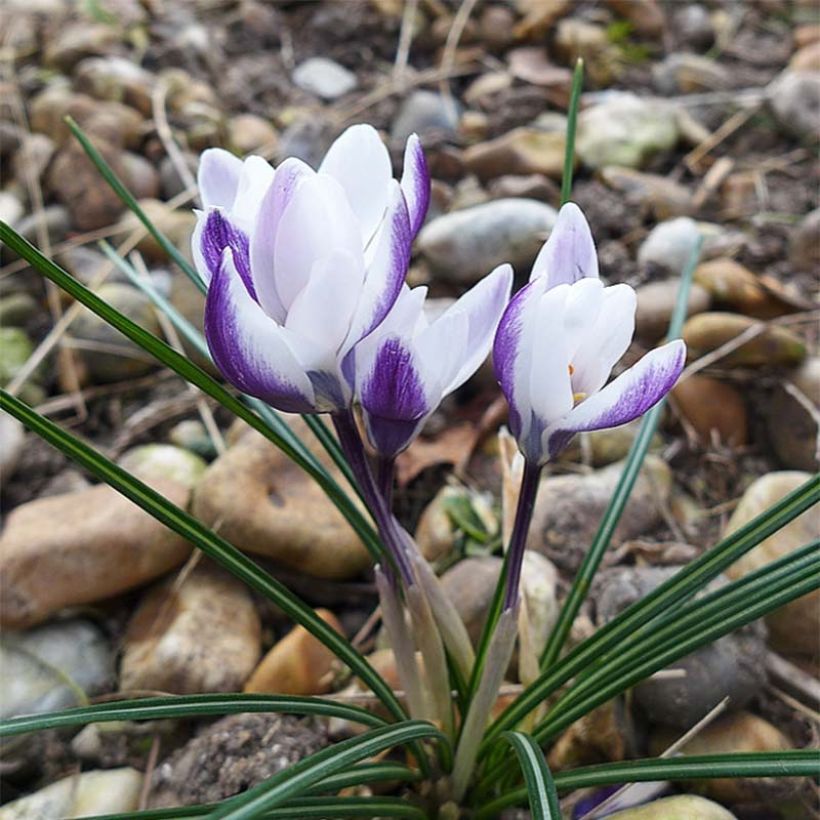 Crocus chrysanthus Ladykiller (Floraison)