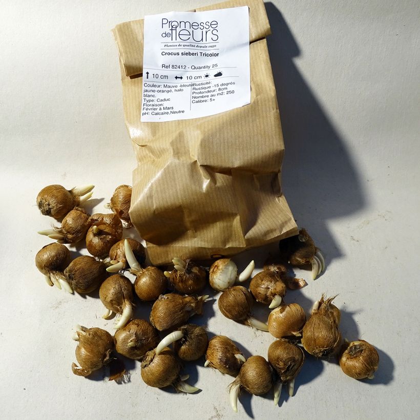 Exemple de spécimen de Crocus sieberi Tricolor Bulbe calibre 6+ tel que livré