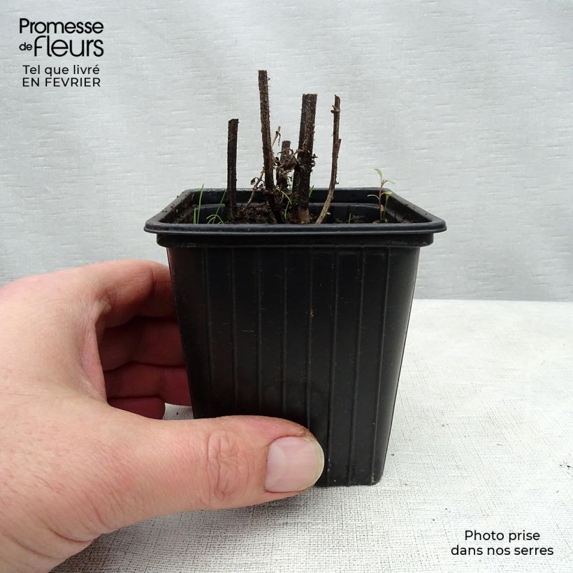 Spécimen de Crosnes - Crosne du Japon BIO - godet Godet de 8/9 cm tel que livré en hiver