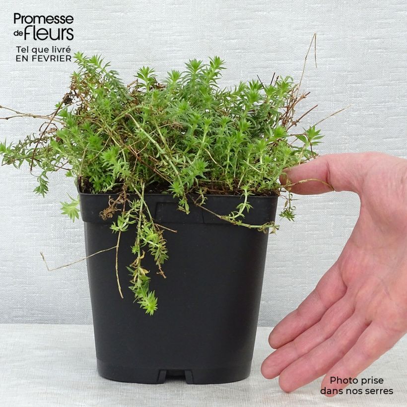 Spécimen de Crucianelle - Phuopsis stylosa Pot de 2L/3L tel que livré en hiver