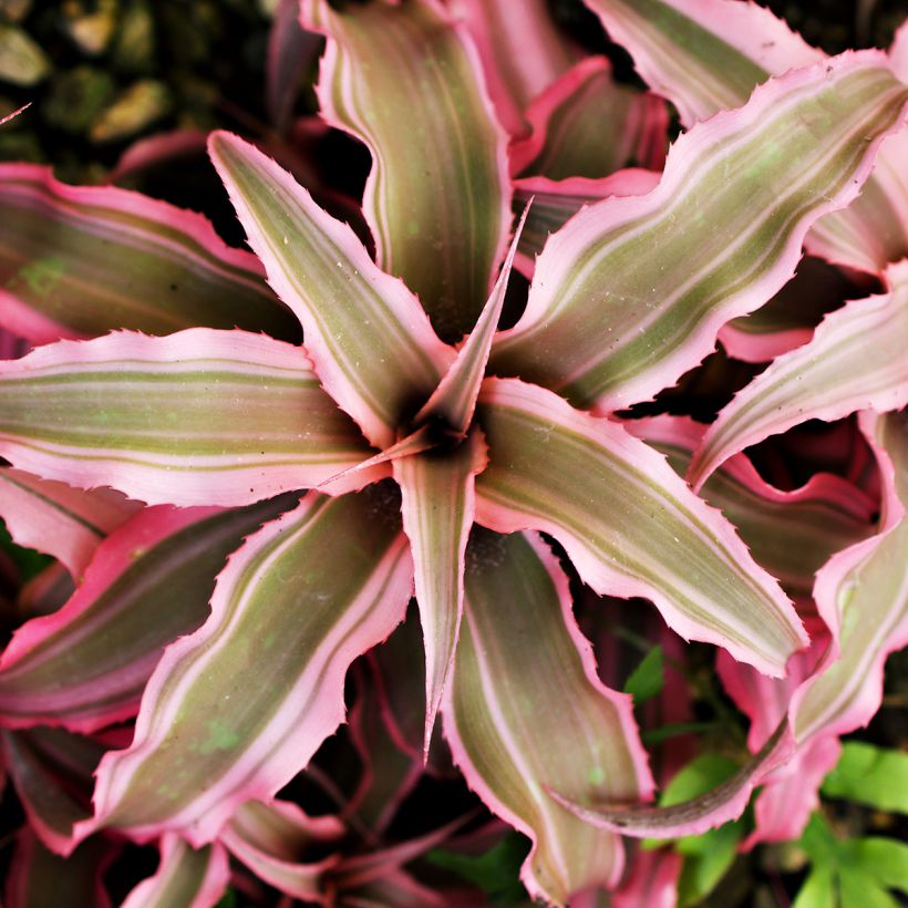 Cryptanthus Pink Star - Etoile de terre (Feuillage)