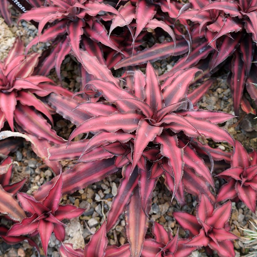 Cryptanthus Super Pink - Etoile de terre (Port)