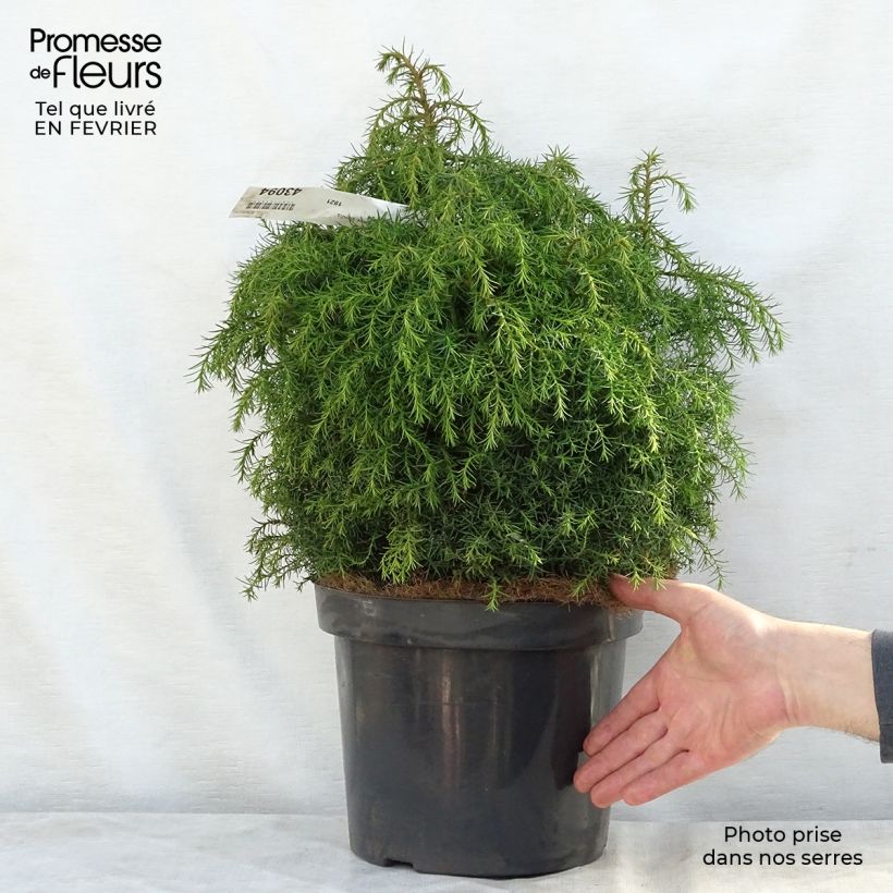 Spécimen de Cryptomeria japonica Elegans Viridis Pot de 7,5L/10L tel que livré en hiver
