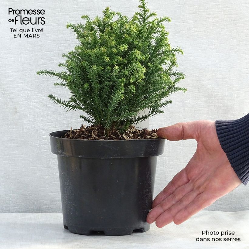 Spécimen de Cryptomeria japonica Vilmorin Gold Pot de 2L/3L tel que livré au printemps