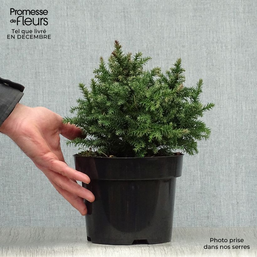 Spécimen de Cryptomeria japonica Vilmoriniana Pot de 2L/3L tel que livré en hiver