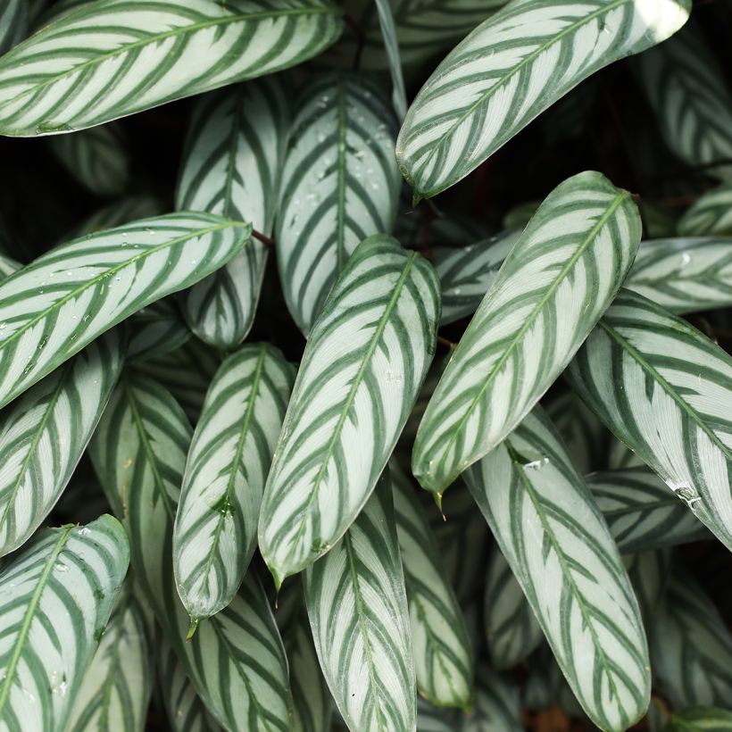 Ctenanthe Compactstar (Feuillage)