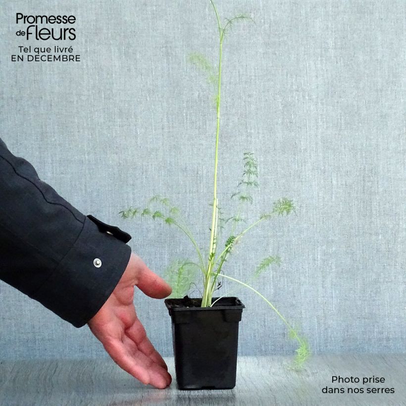 Spécimen de Cumin des prés ou Carvi BIO Godet de 8/9 cm tel que livré en hiver