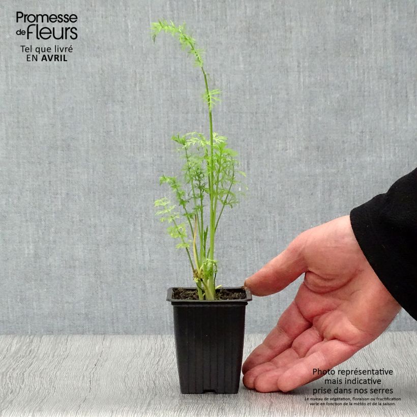 Spécimen de Cumin des prés ou Carvi BIO Godet de 8/9 cm tel que livré au printemps
