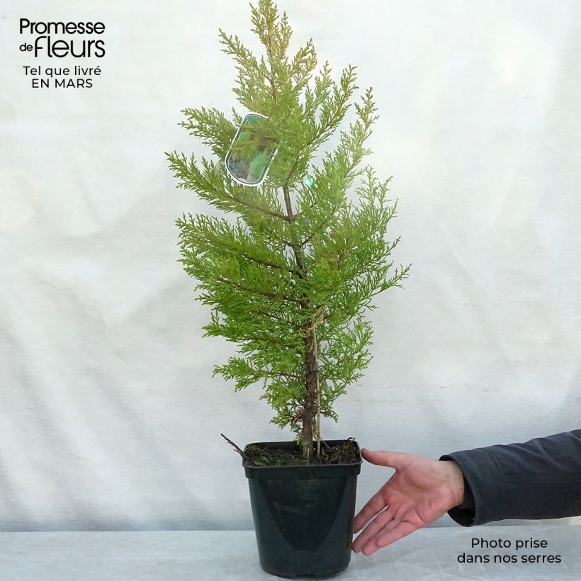 Spécimen de Cupressus macrocarpa Goldcrest - Cyprès de Lambert Pot de 4L/5L tel que livré en hiver