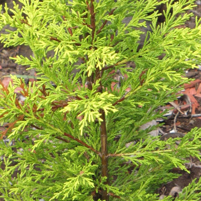 Cyprès de Lambert Wilma - Cupressus macrocarpa (Feuillage)