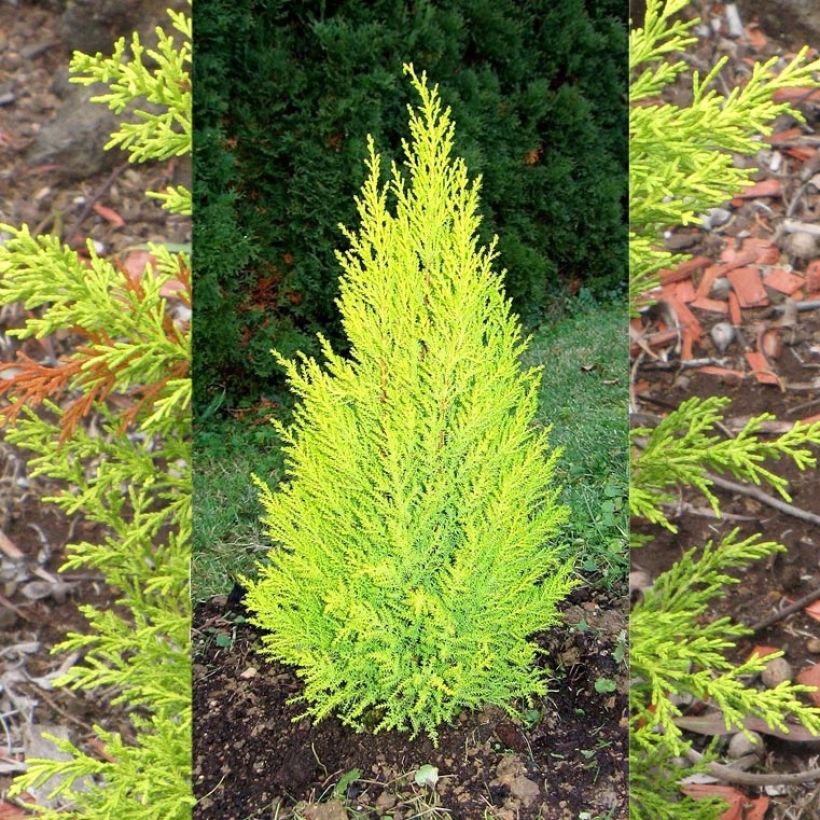 Cyprès de Lambert Wilma - Cupressus macrocarpa (Port)