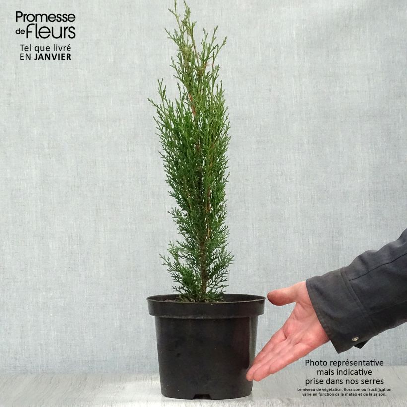 Spécimen de Cupressus sempervirens Totem - Cyprès de Florence Pot de 2L/3L tel que livré en hiver