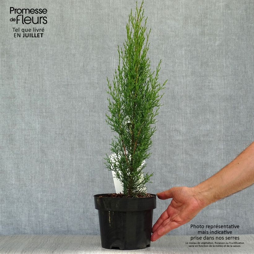 Spécimen de Cupressus sempervirens Totem - Cyprès de Florence Pot de 2L/3L tel que livré en été