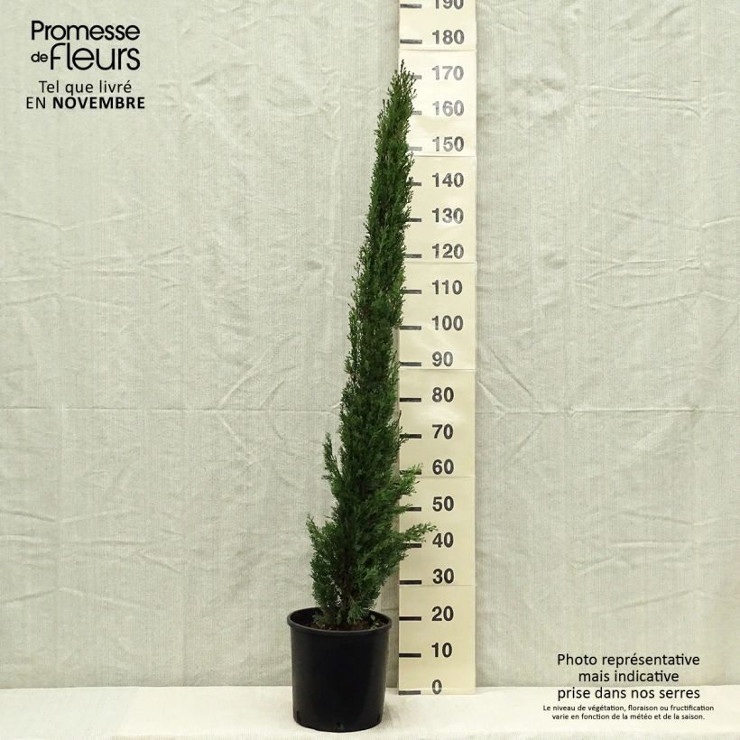 Spécimen de Cupressus sempervirens Totem - Cyprès de Florence Pot de 7,5L/10L tel que livré en automne