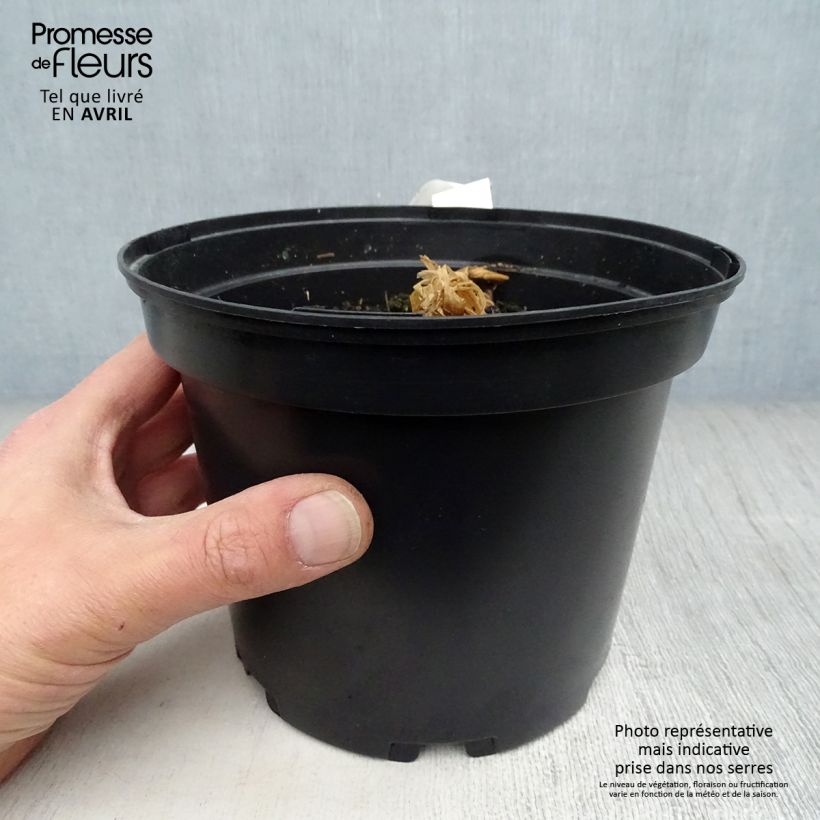 Spécimen de Curcuma longa - Curcuma curry Pot de 2L/3L tel que livré au printemps