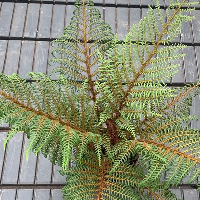 Cyathea tomentosissima - Fougère arborescente (Feuillage)