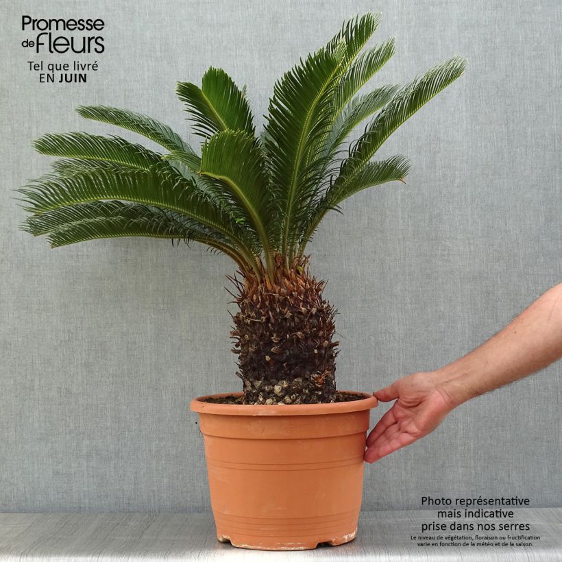 Spécimen de Cycas revoluta - Cycas du Japon Pot de 7,5L/10L, Stipe de 10/15 cm tel que livré au printemps