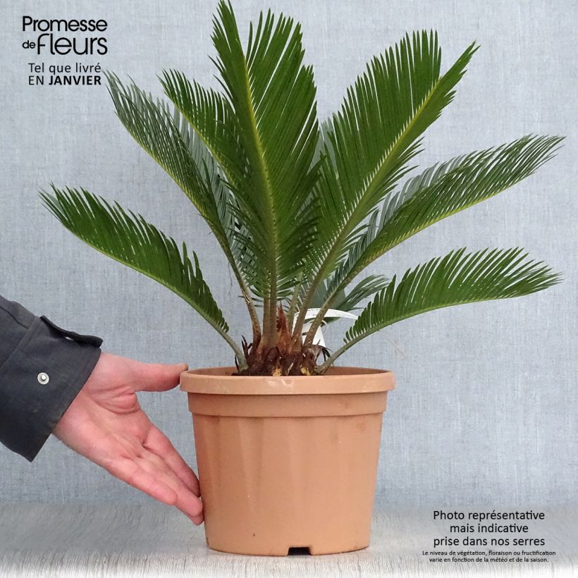 Spécimen de Cycas revoluta - Cycas du Japon Pot de 2L/3L tel que livré en hiver
