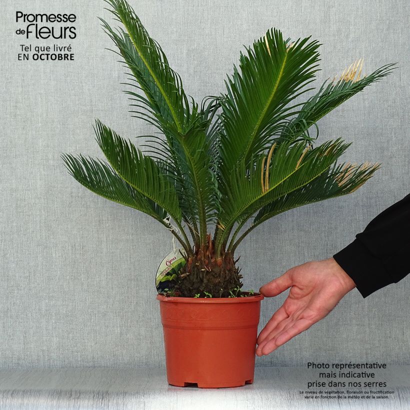 Spécimen de Cycas revoluta - Cycas du Japon Pot de 2L/3L tel que livré en automne