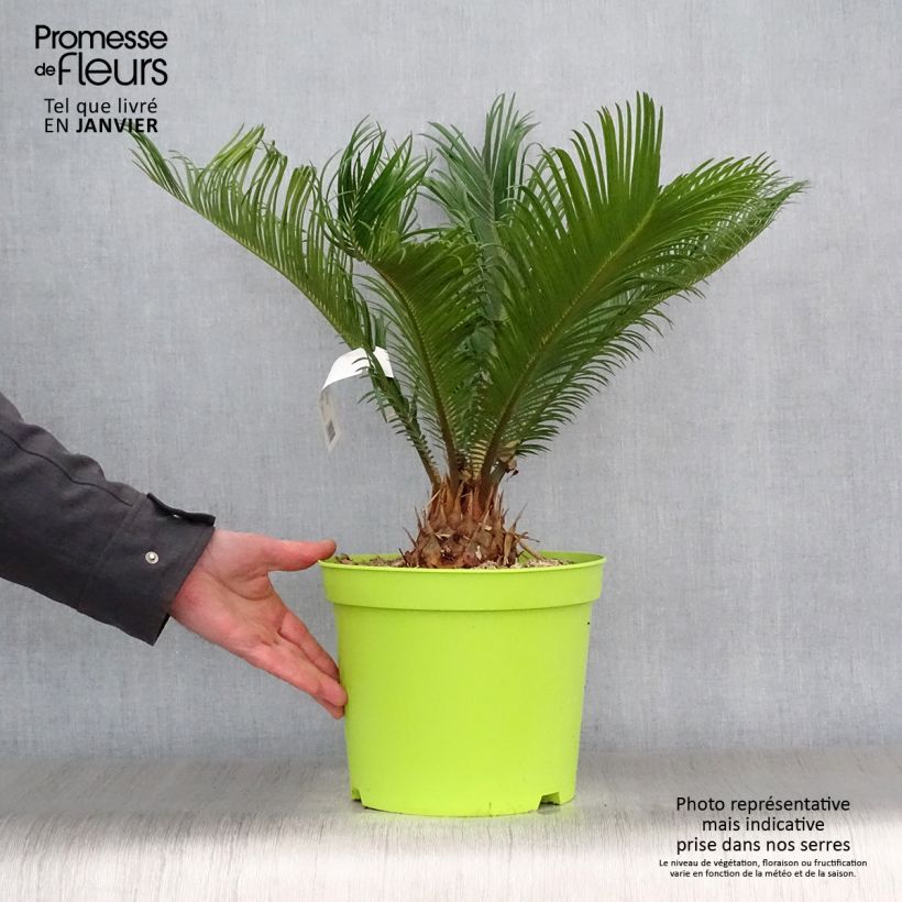 Spécimen de Cycas revoluta - Cycas du Japon Pot de 4L/5L, Stipe de 5 cm tel que livré en hiver