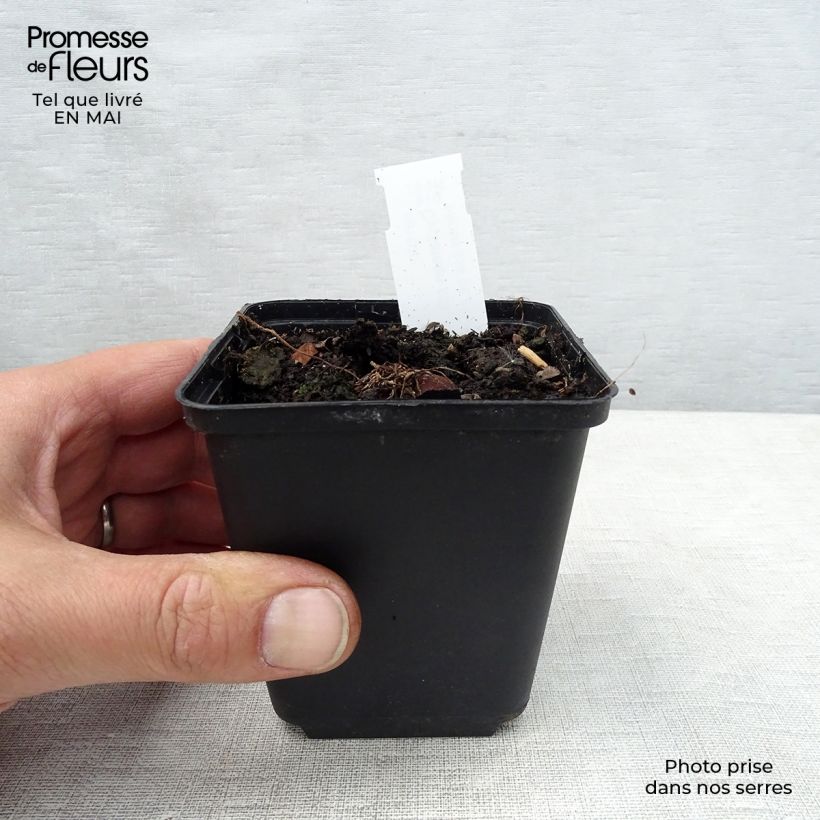 Spécimen de Cyclamen coum Blanc Godet de 8/9 cm tel que livré au printemps