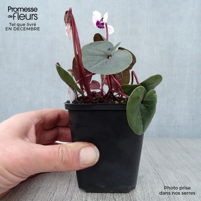 Spécimen de Cyclamen coum Blanc Godet de 8/9 cm tel que livré en hiver