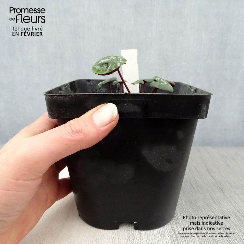 Spécimen de Cyclamen coum Rose en godet Pot de 2L/3L tel que livré en hiver