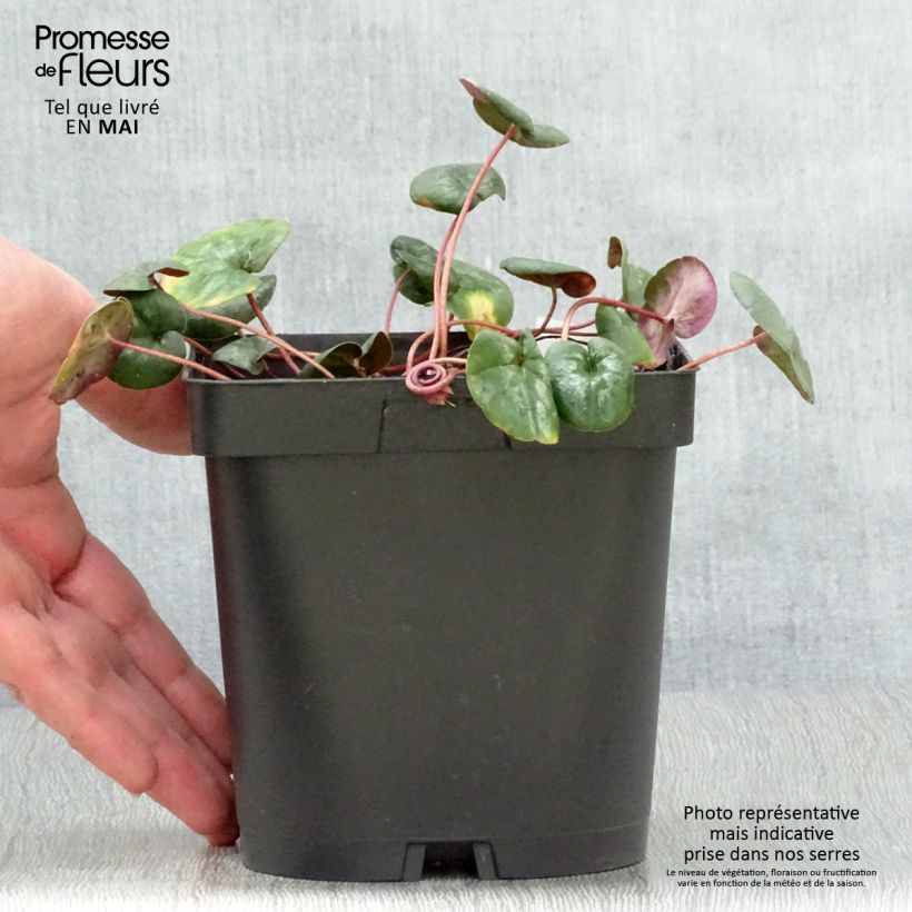 Spécimen de Cyclamen coum Rose en godet Pot de 2L/3L tel que livré au printemps