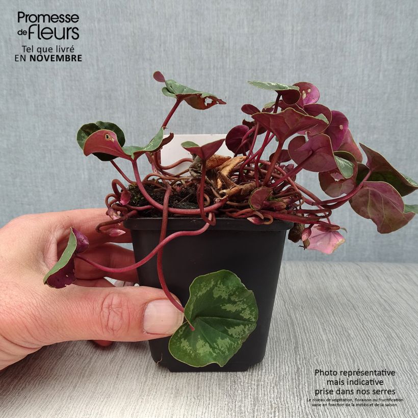 Spécimen de Cyclamen coum Rose en godet Godet de 8/9 cm tel que livré en automne