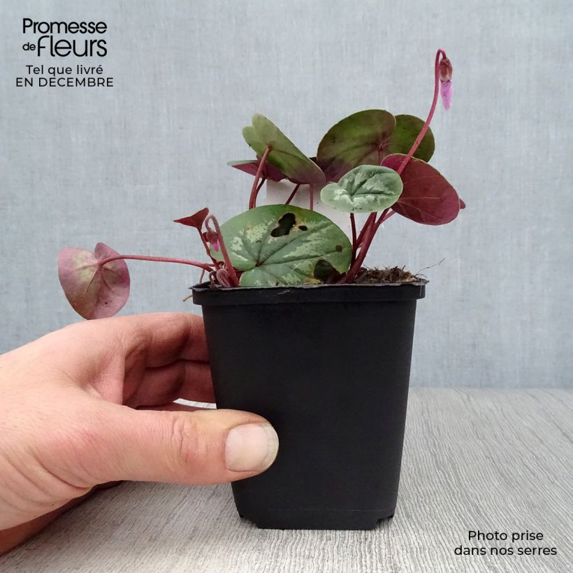 Spécimen de Cyclamen coum Rose en godet Godet de 8/9 cm tel que livré en hiver