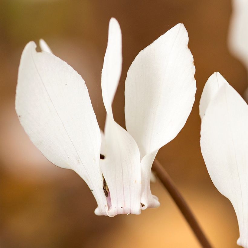 Cyclamen hederifolium Album (Floração)