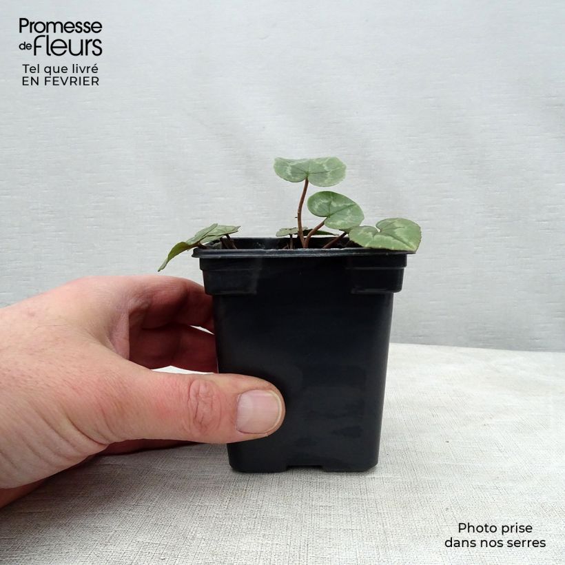 Spécimen de Cyclamen de Naples rose godet tel que livré en hiver