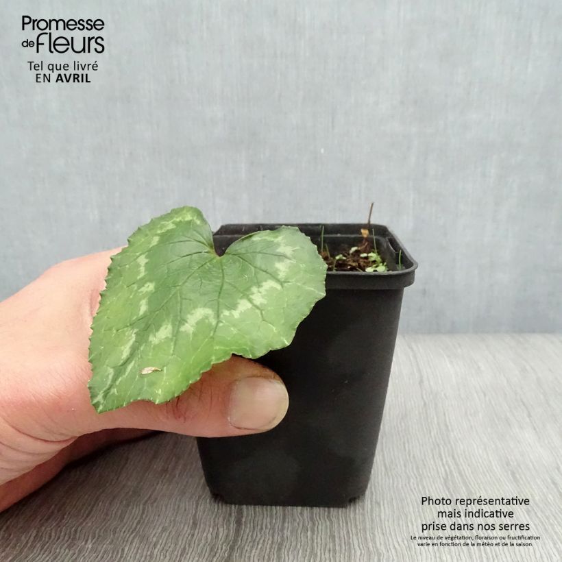 Spécimen de Cyclamen de Naples rose godet tel que livré au printemps