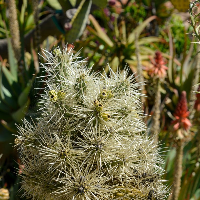 Cylindropuntia tunicata - Cholla (Feuillage)