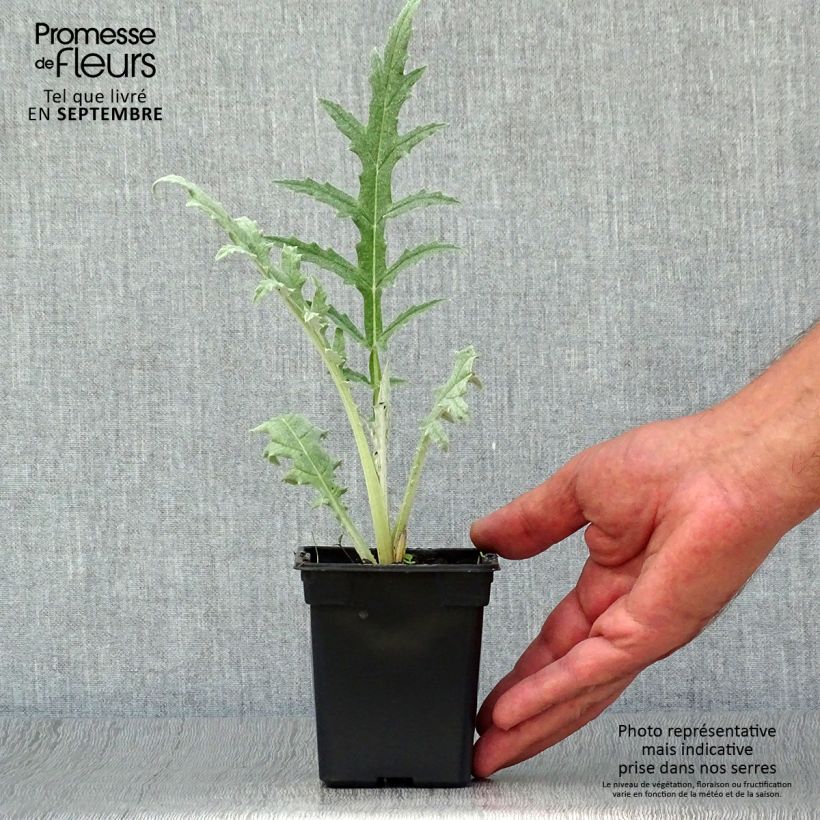 Spécimen de Artichaut Gros Vert de Laon - Cynara scolymus Godet de 7/8 cm tel que livré en automne