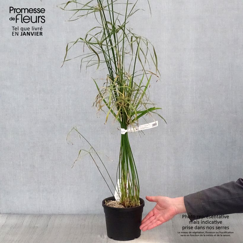 Spécimen de Cyperus alternifolius - Papyrus Pot de 2L/3L tel que livré en hiver
