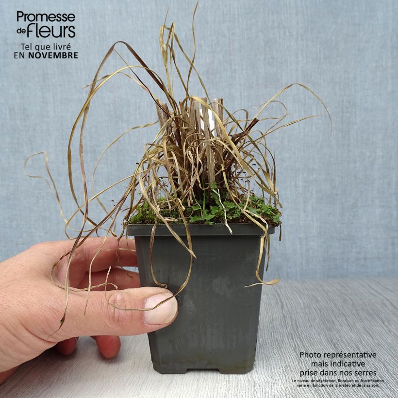Spécimen de Cyperus glaber Godet de 8/9 cm tel que livré en automne