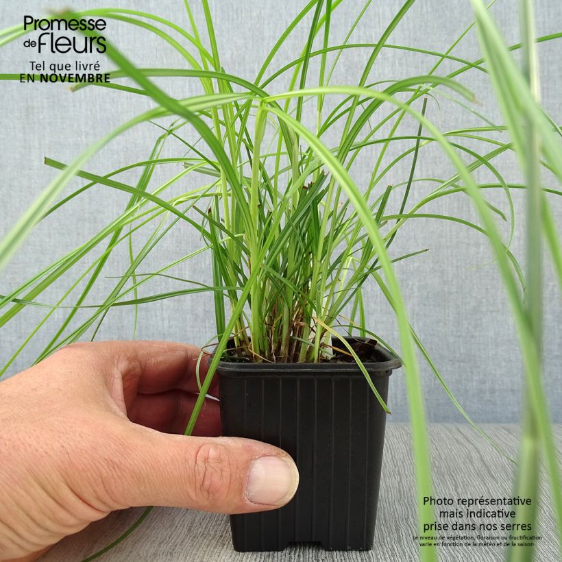 Spécimen de Cyperus longus - Souchet odorant Godet de 8/9 cm tel que livré en automne