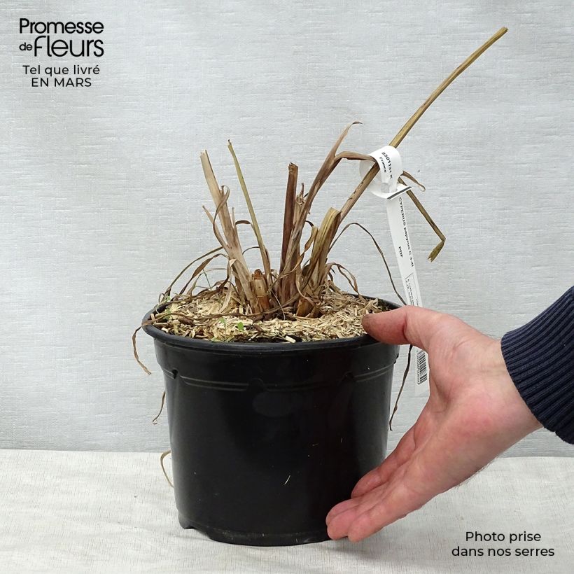Cyperus papyrus - Papiro Vaso da 2L/3L esemplare consegnato in primavera