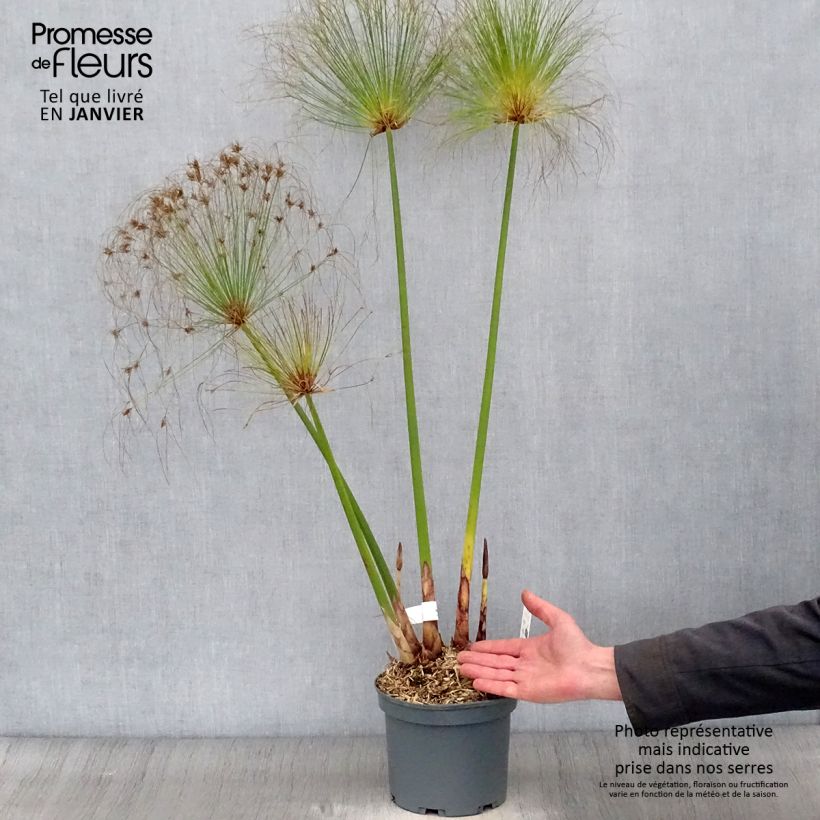 Spécimen de Cyperus papyrus - Papyrus Pot de 2L/3L tel que livré en hiver