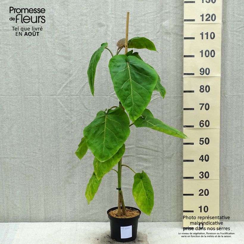 Spécimen de Cyphomandra betacea Red - Tamarillo, Arbre à tomates rouges Pot de 3L/4L tel que livré en été