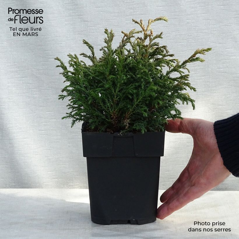 Spécimen de Cyprès Sawara - Chamaecyparis pisifera Baby Blue                Pot de 3L/4L tel que livré en hiver