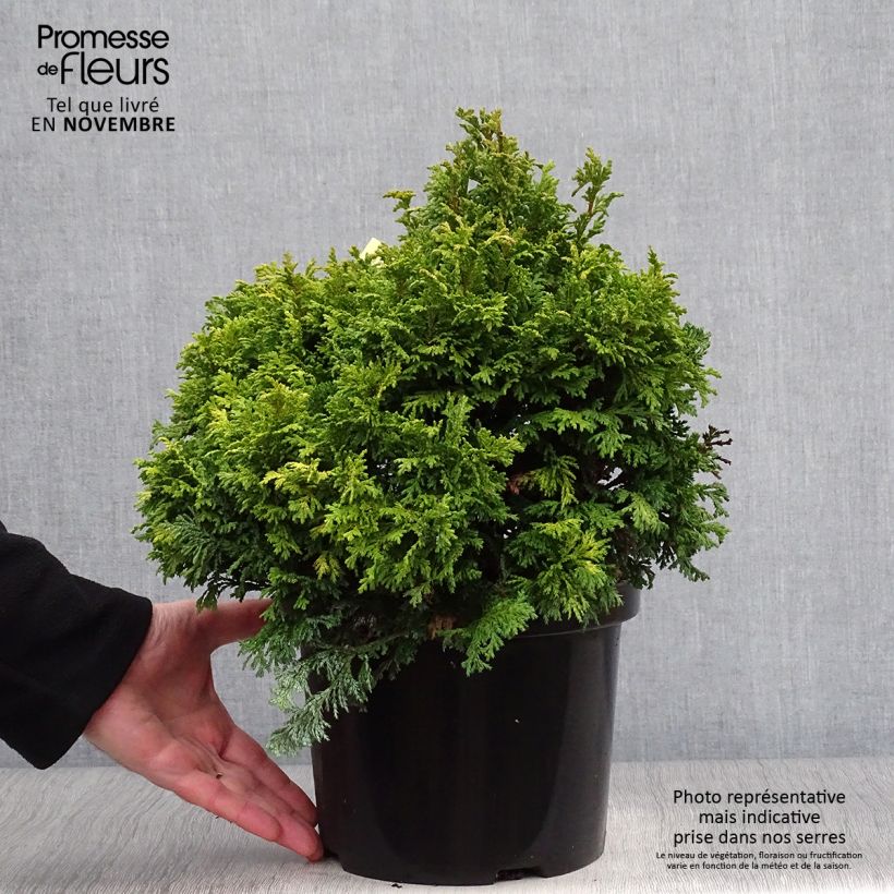 Spécimen de Chamaecyparis pisifera Golden Pincushion - Cyprès Sawara Pot de 4L/5L tel que livré en automne