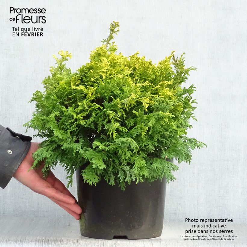 Spécimen de Chamaecyparis pisifera Golden Pincushion - Cyprès Sawara Pot de 4L/5L tel que livré en hiver