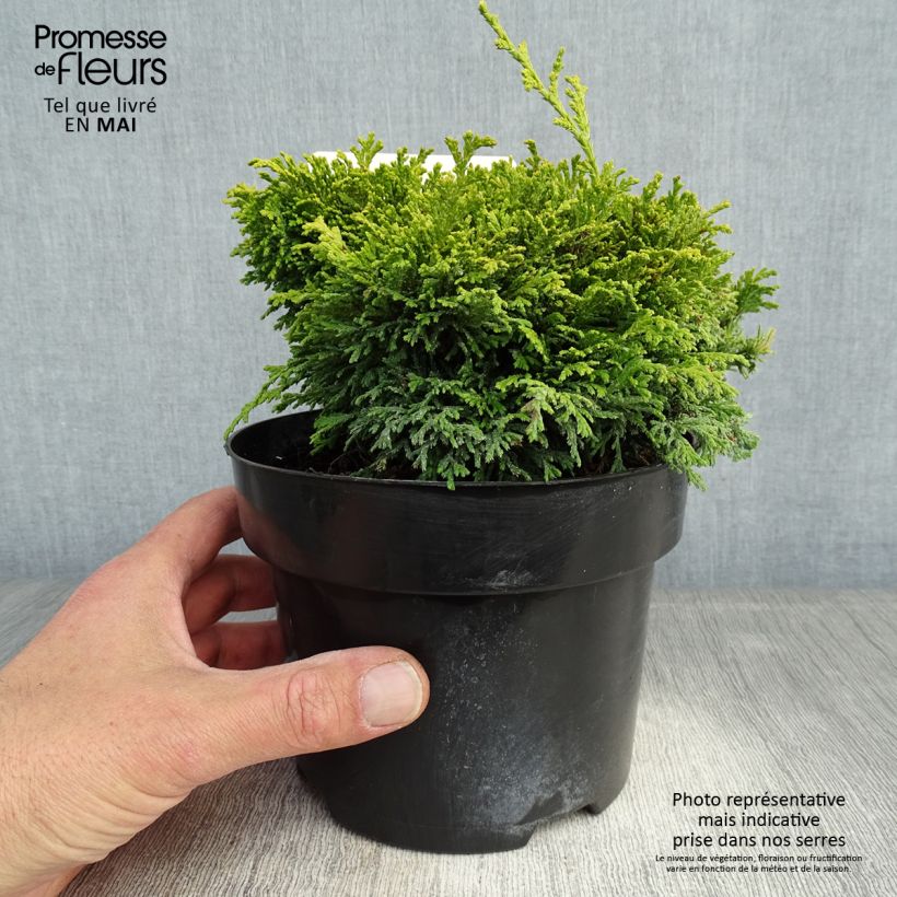Chamaecyparis pisifera Hime-sawara - Sawara Cypress 2L/3L pot sample as delivered in spring