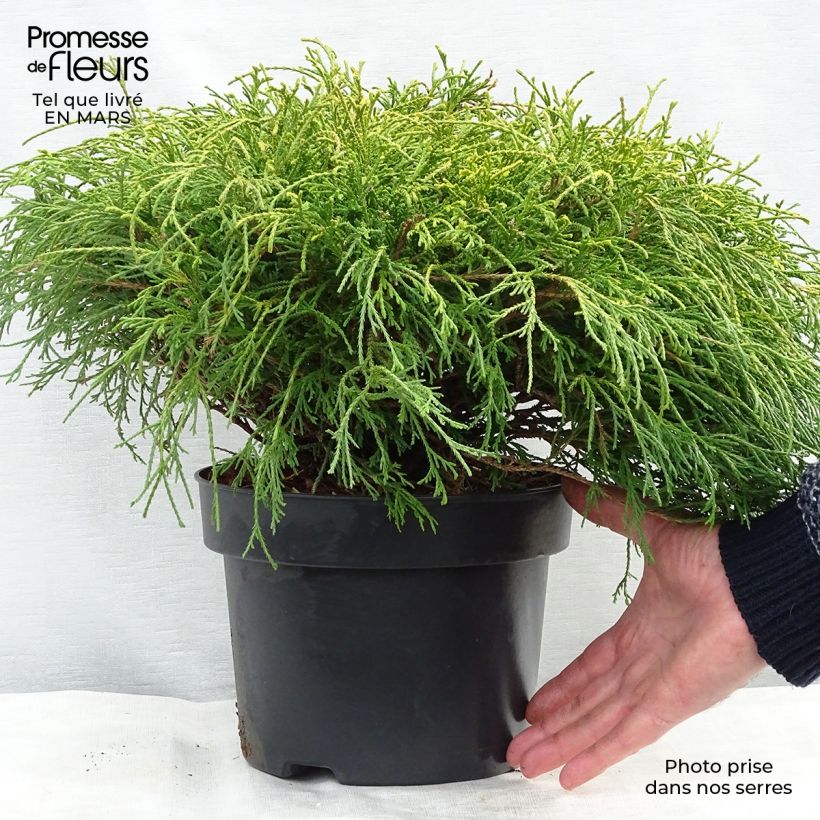 Spécimen de Cyprès Sawara - Chamaecyparis pisifera Sungold                   Pot de 3L/4L tel que livré au printemps