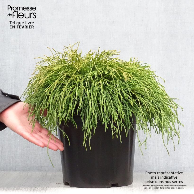 Spécimen de Cyprès Sawara - Chamaecyparis pisifera Sungold                   Pot de 7,5L/10L tel que livré en hiver