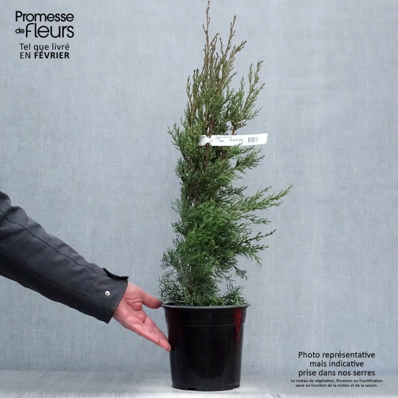 Spécimen de Cupressus sempervirens Garda - Cyprès d'Italie, de Provence Pot de 4L/5L tel que livré en hiver